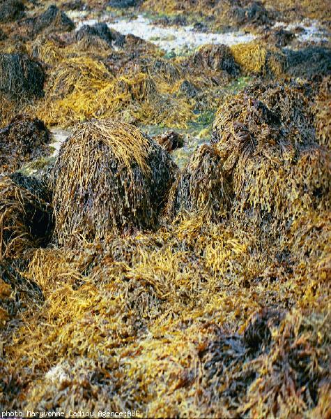 Algues entre Molenez et Ledenez vras.