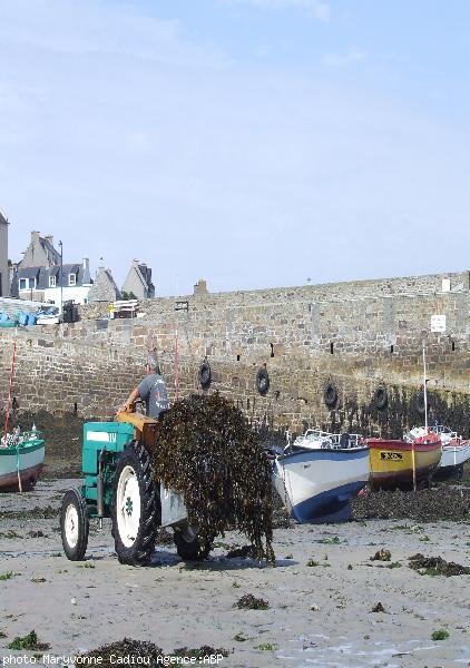 Goémonier à Molenez.