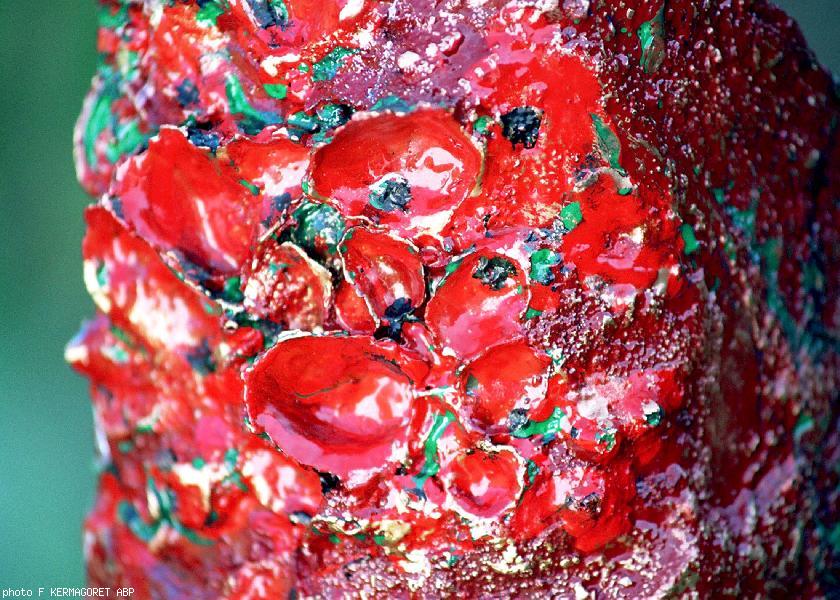 Coquelicots d\hiver. Coquelicots d\hiver.