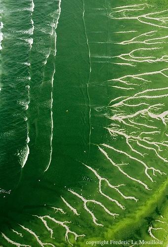 Algues vertes en baie de Douarnenez.  Photo de Fréderic Le 
Mouillour. Tous droits réservés