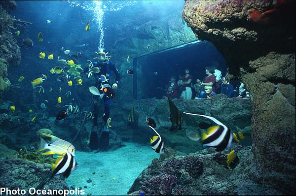 Animation au pavillon tropical à Océanopolis Animation au pavillon tropical à Océanopolis
