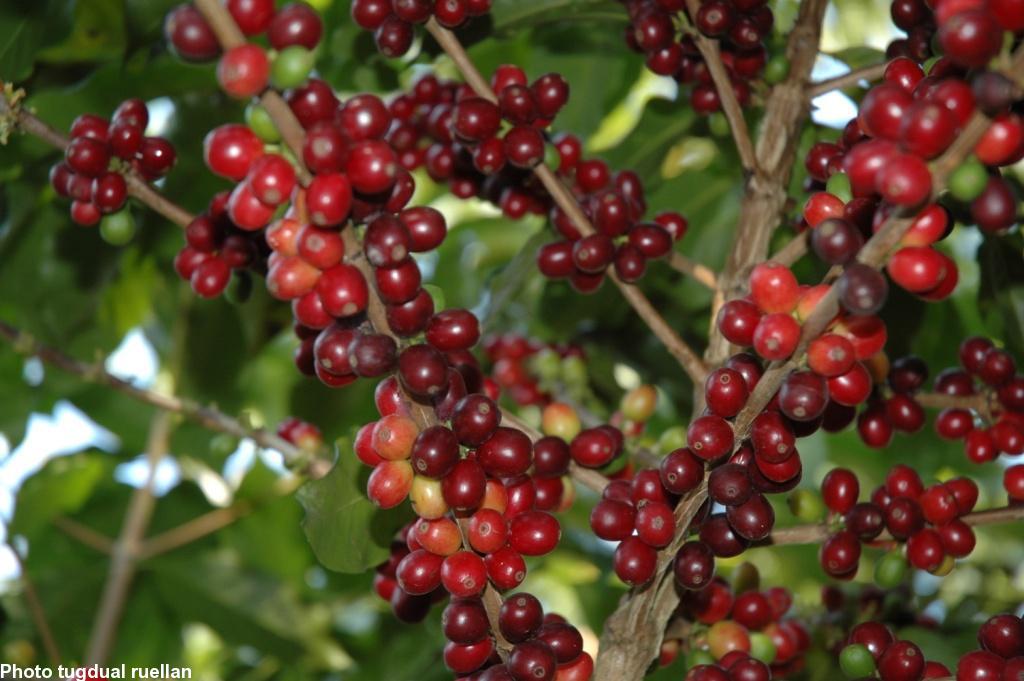 Les techniques culturales ne cessent de s\'améliorer pour offrir au consommateur un produit désormais de qualité pouvant rivaliser avec les grands crus.