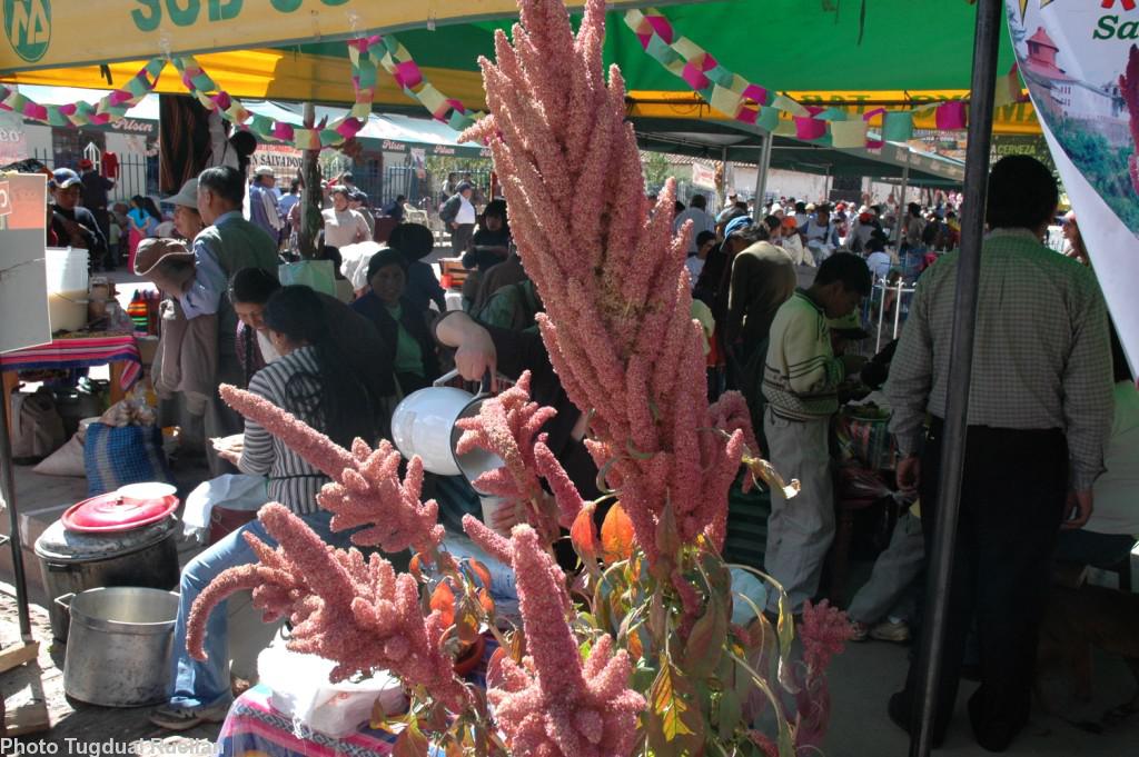 L\'amarante (kiwicha)  plante sacrée chez les Incas  cause des soucis à l\'empire Monsanto...