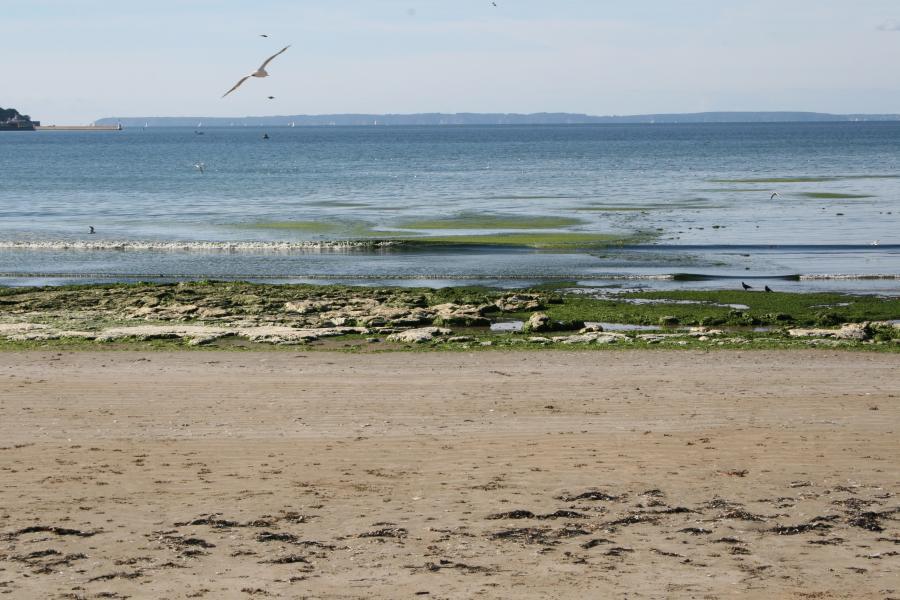 Algues vertes sur la plage de l'anse du Ris (Douarnenez).