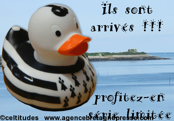 Les Français ont Sophie la girafe
les Bretons ont leur BREIZH COIN-COIN
Le BREIZH COIN-COIN
Sortit de l\'imagination fertile de la Société CELTITUDES ce canard de bain est entrain de devenir la coqueluche des petits comme