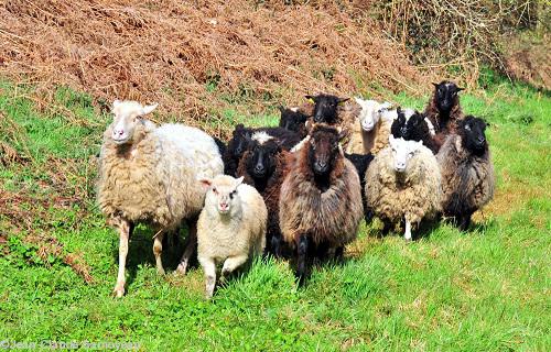 Les brebis de Jean-Claude Samoyeau posent en rangs serrés pour la photo !