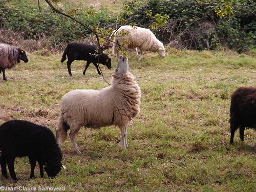 Les brebis de Jean-Claude Samoyeau de la race des Landes de Bretagne.