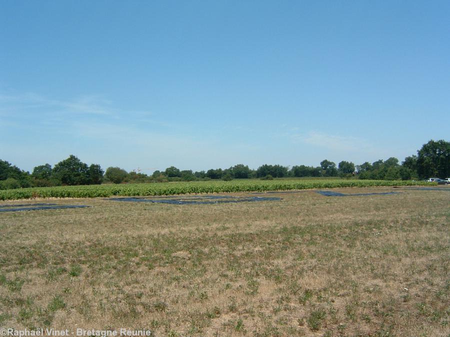 La fresque devant les vignes. La fresque devant les vignes.