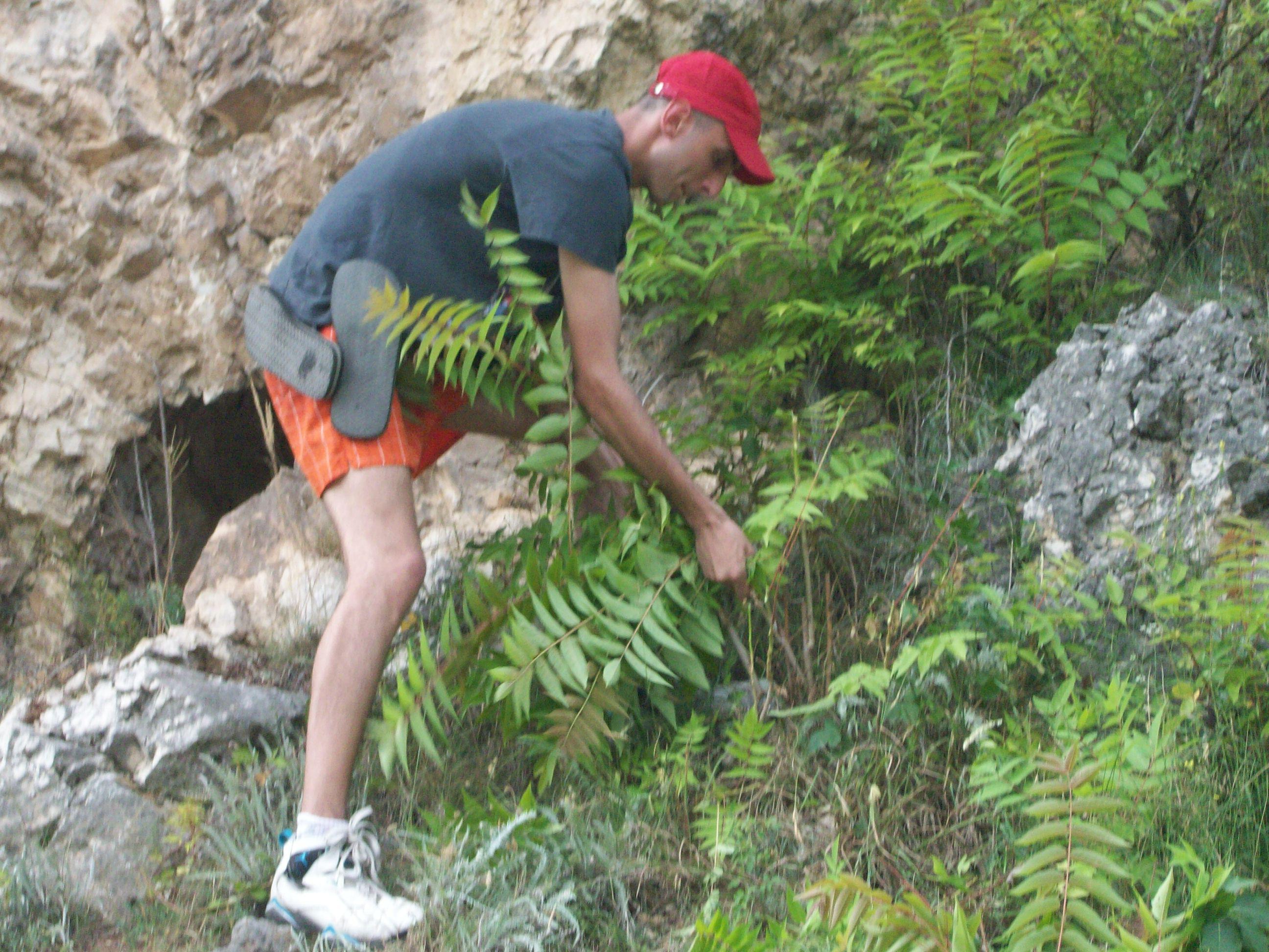 Volontaire coupant l\'ailante altissima