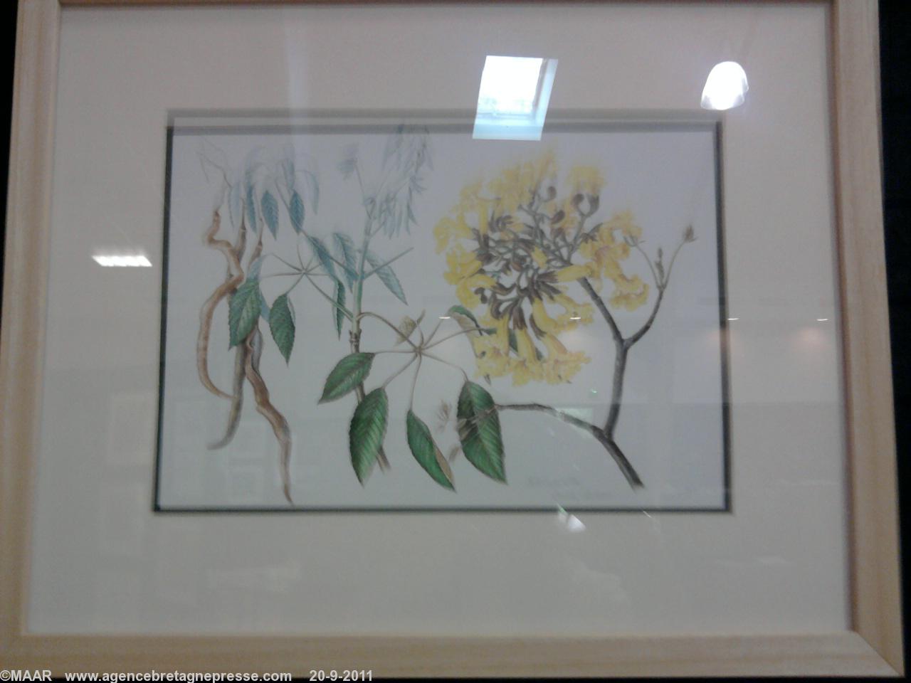 oeuvre de l\'illustratice botanique scientifique Diana Carneiro- Brésil