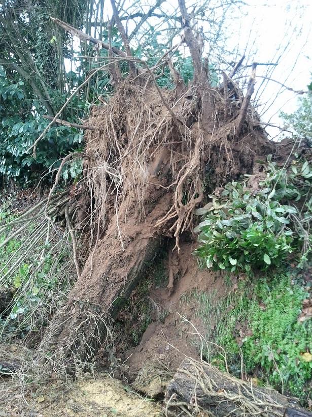 Molac (56) Molac (56)