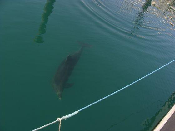 Le célèbre dauphin "Jean Floc'h" lors d'un précédent passage au pied du château de Brest