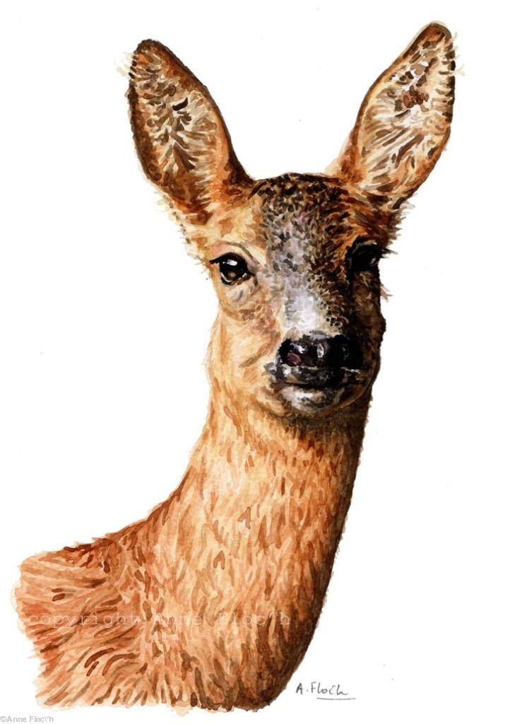 Chevrette - aquarele d\'Anne Floc\'h.