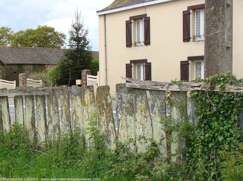Vers Nozay (44) il y a tellement de schiste qu\'on le dresse levé en clôture... voilà un palis typique du pays et en mauvais état pourtant