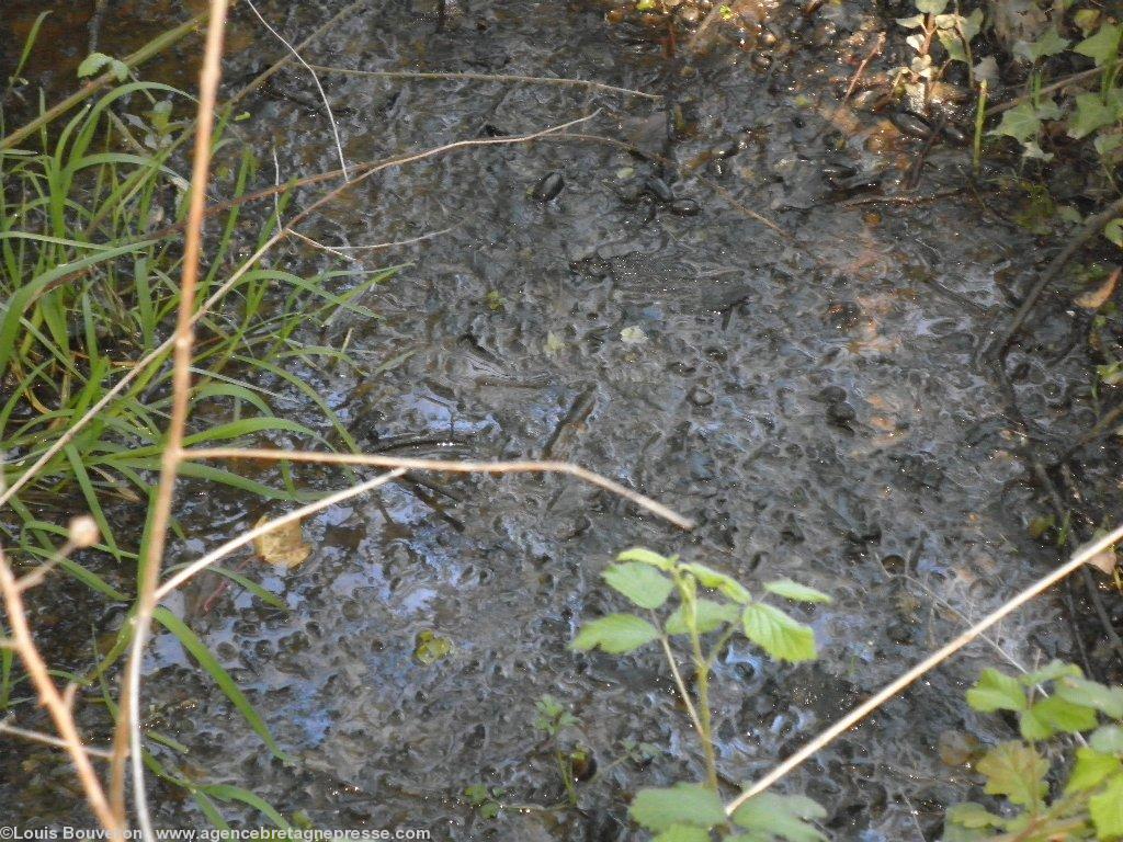 La mare de la fontaine est en train de
s\'eutrophier et de mourir. La mare de la fontaine est en train de
s\'eutrophier et de mourir.