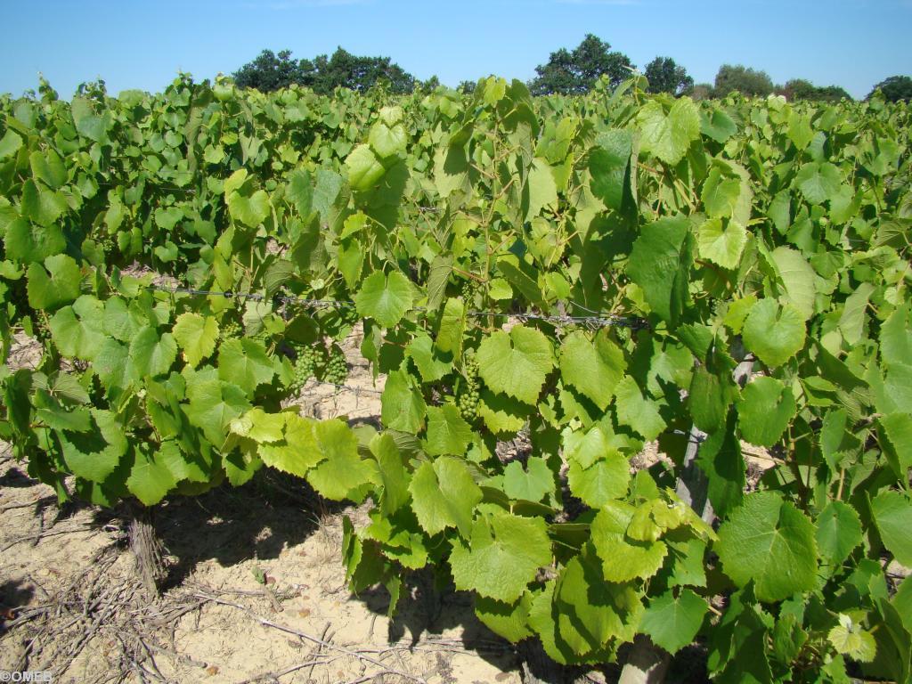 <b>Présentation</b>. Pieds de Melon de Bourgogne (le cépage du muscadet) en Pays de Retz dans le vignoble nantais. Remarquer la feuille – de vigne – très peu échancrée. <b>Présentation</b>. Pieds de Melon de Bourgogne (le cépage du muscadet) en Pays de Retz dans le vignoble nantais. Remarquer la feuille – de vigne – très peu échancrée.