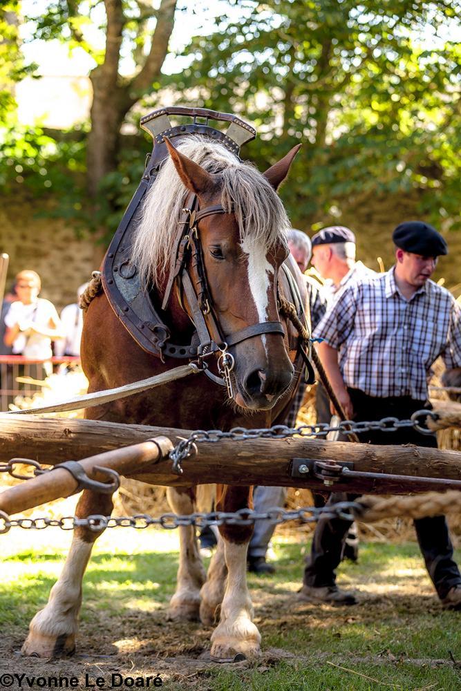 Le cheval harnaché au manège pour battre le blé Le cheval harnaché au manège pour battre le blé
