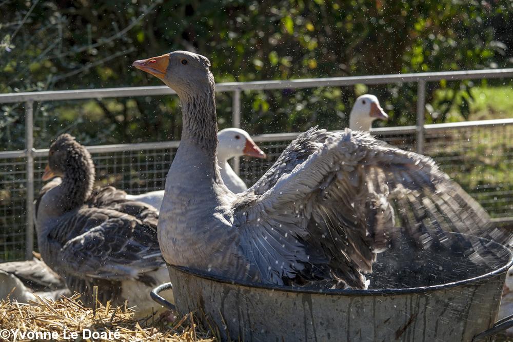 Sous cette canicule Dame Oie apprécie un bon bain Sous cette canicule Dame Oie apprécie un bon bain