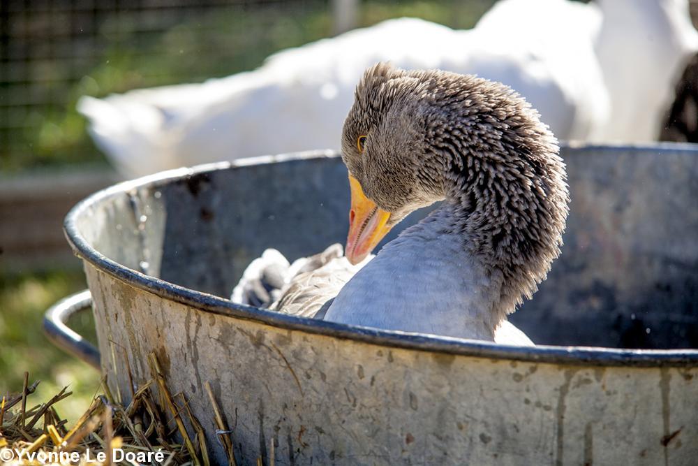 Une petite toilette...C\'est qu\'il y a du monde aujourd\'hui!Je dois être la plus belle! Une petite toilette...C\'est qu\'il y a du monde aujourd\'hui!Je dois être la plus belle!