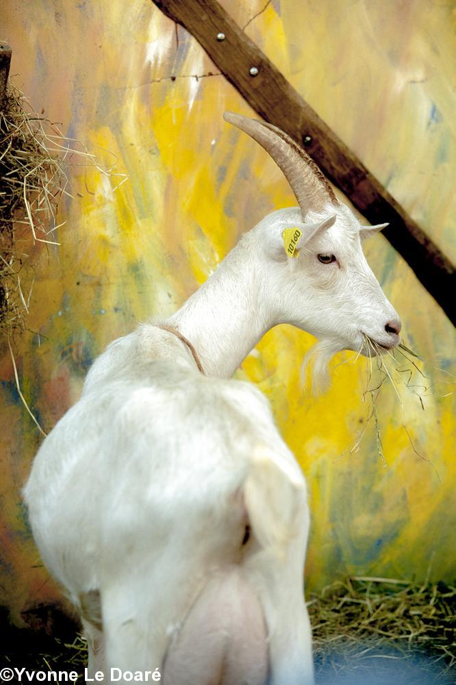 La chèvre de Monsieur Seguin La chèvre de Monsieur Seguin