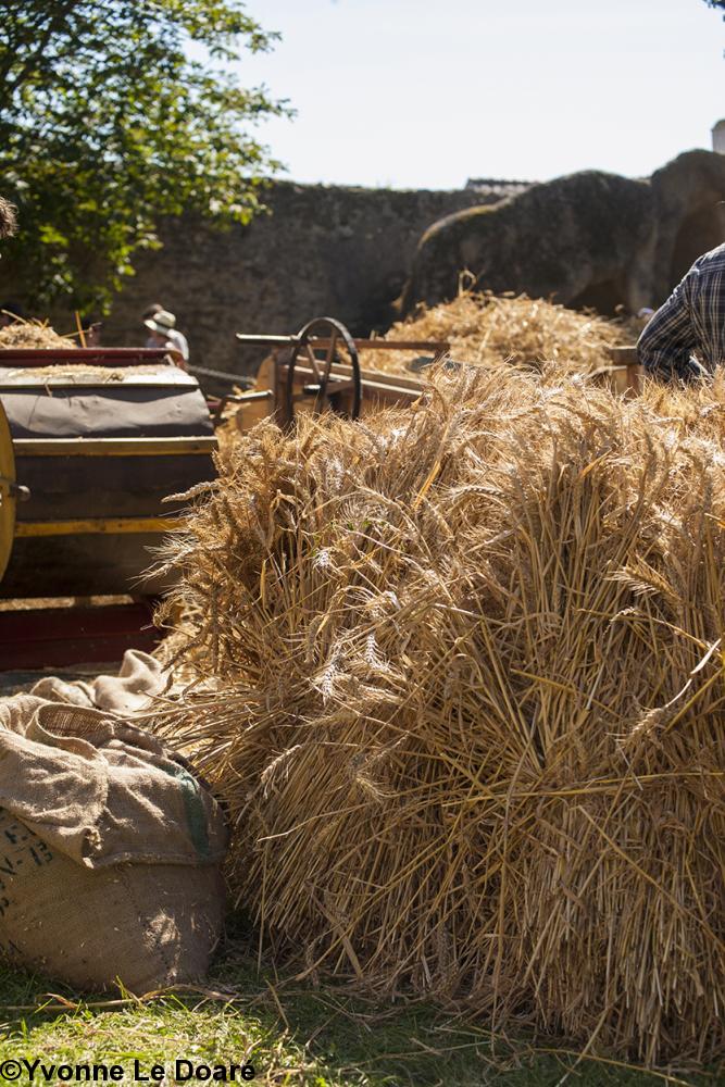 Blé sur l\'aire à battre Blé sur l\'aire à battre