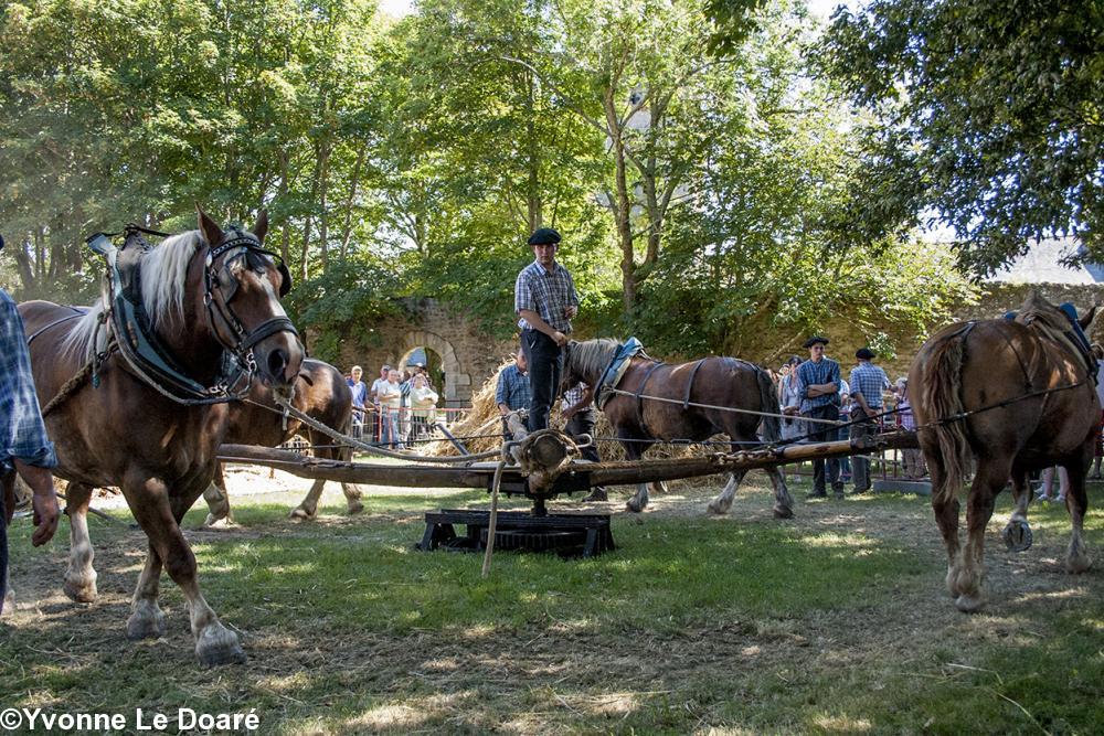 le manège aux chevaux le manège aux chevaux
