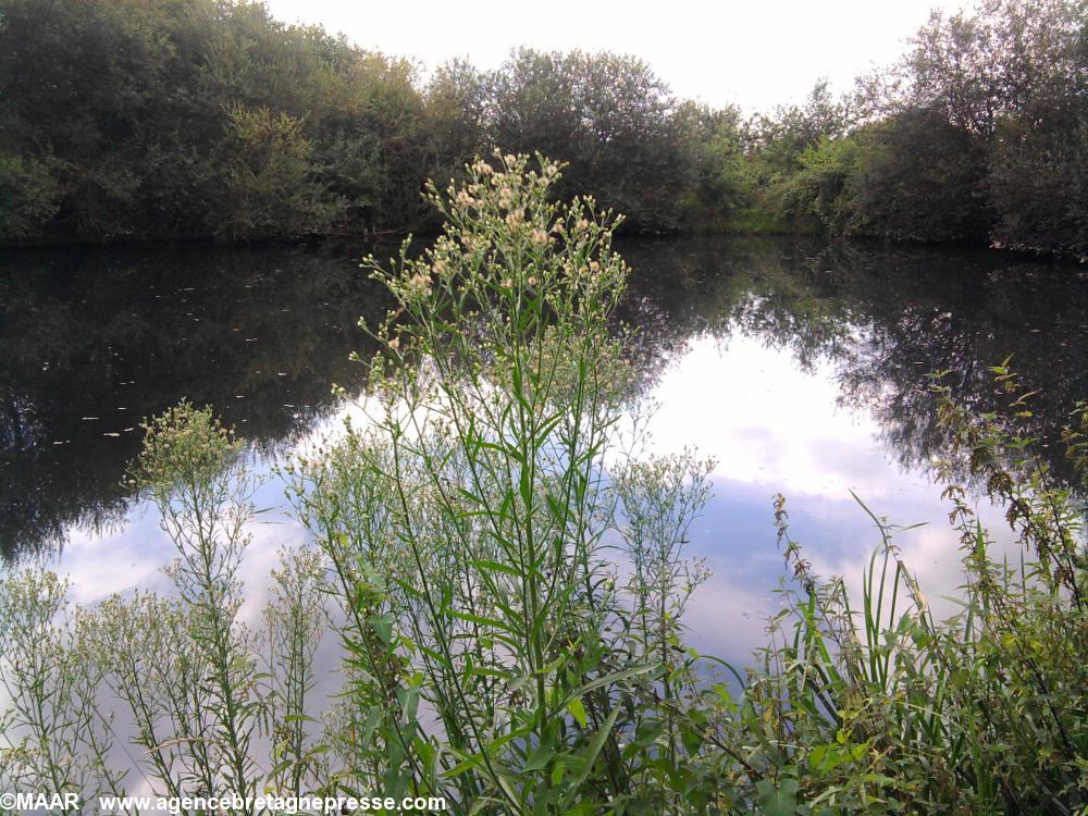 Photo prise lors du stage vue d\'un petit
étang avec reflets du ciel nuageux