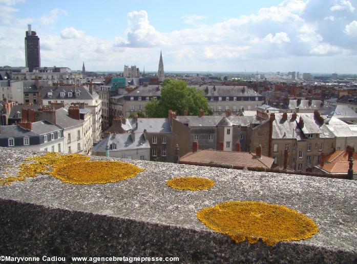 Tour Dobrée à Nantes. Les grandes plaques de lichen jaune. Tour Dobrée à Nantes. Les grandes plaques de lichen jaune.