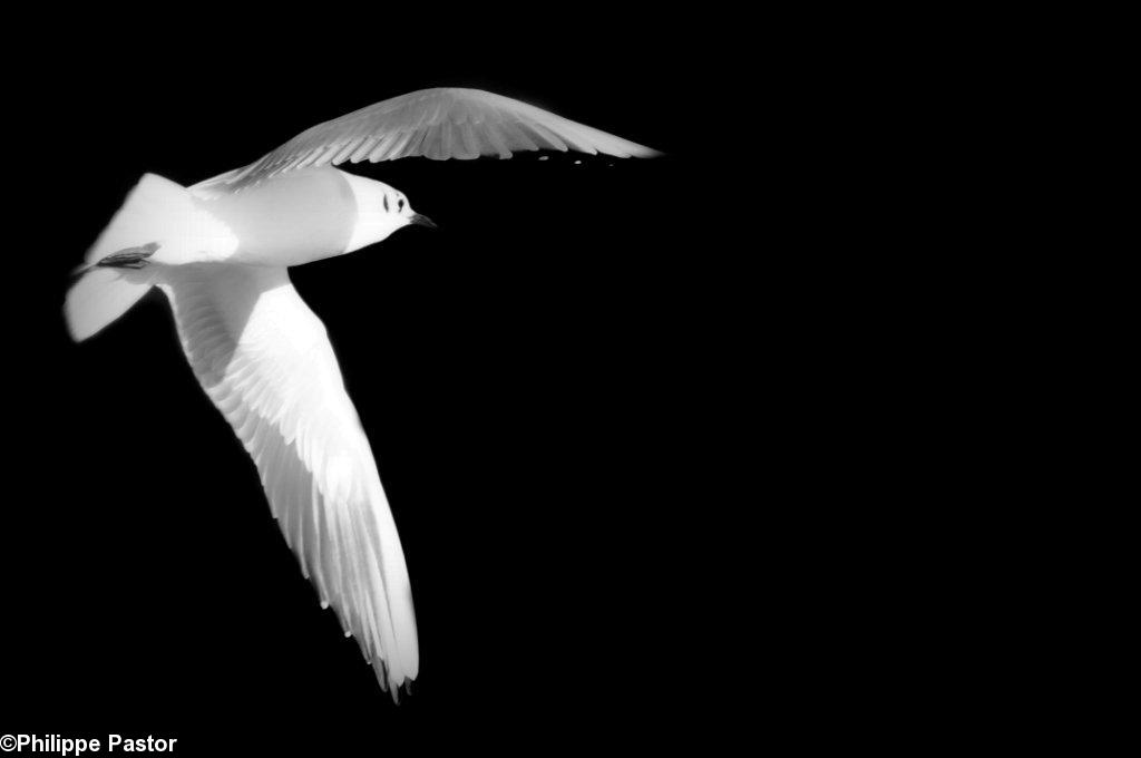 Une photo de Philippe Pastor pour l\'exposition et le livre Lunamer (coll. du photographe).