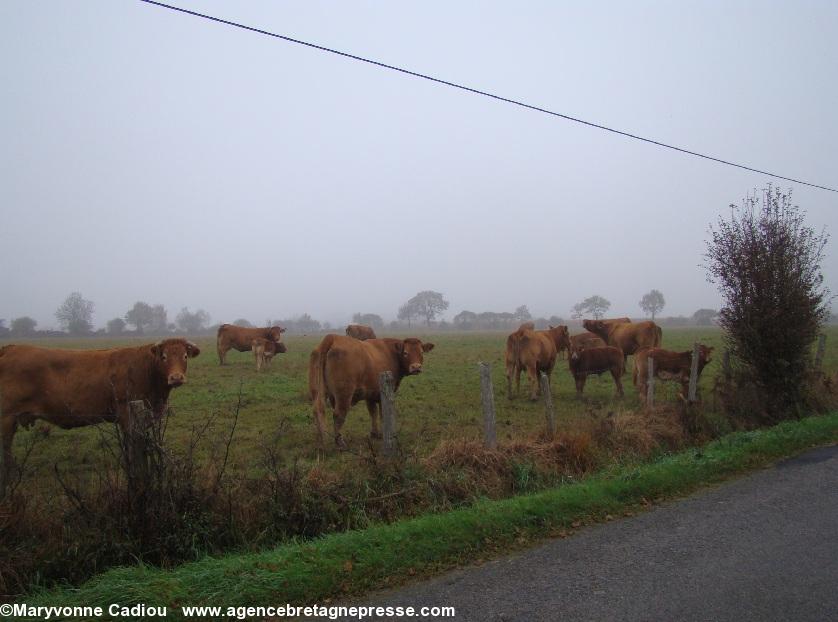 Notre-Dame des Landes 17 nov. 2012. Pourquoi des vaches dans ce reportage ? Notre-Dame des Landes 17 nov. 2012. Pourquoi des vaches dans ce reportage ?
