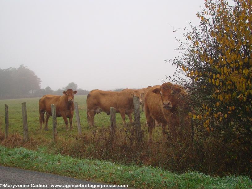 Notre-Dame des Landes 17 nov. 2012. Oui pourquoi des bovins ? Ils n\'ont jamais vu tant de voitures passer... Mais ce n\'est pas la raison. Notre-Dame des Landes 17 nov. 2012. Oui pourquoi des bovins ? Ils n\'ont jamais vu tant de voitures passer... Mais ce n\'est pas la raison.