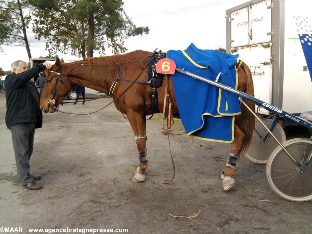 On attèle Umbre d\'or à son sulky On attèle Umbre d\'or à son sulky