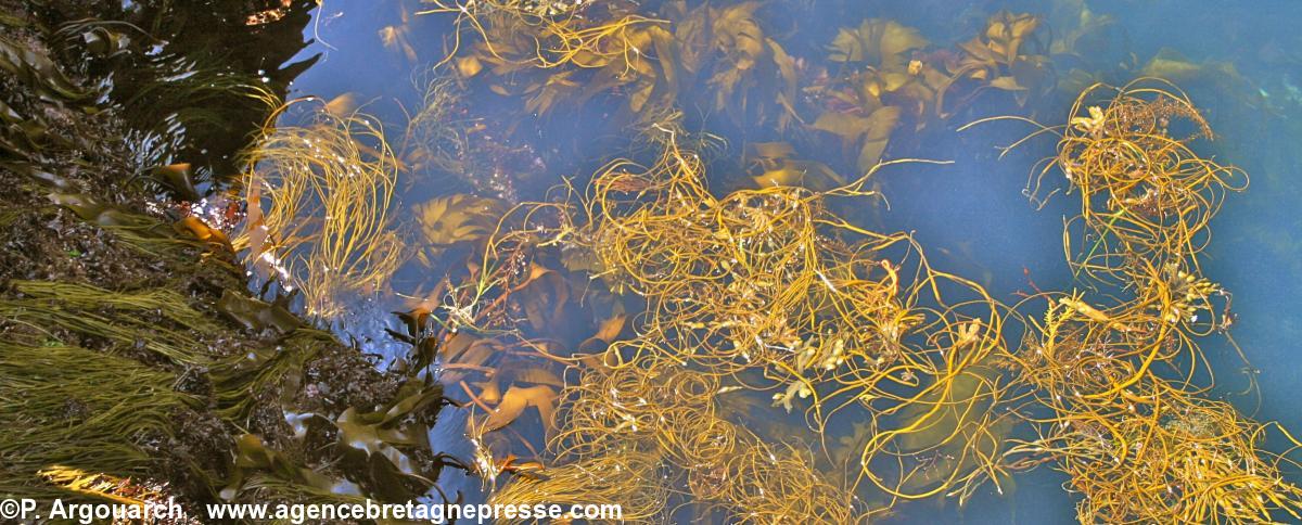 La soupe de végétaux marins sur la côte bretonne. Le chaudron magique de Taliésin ?