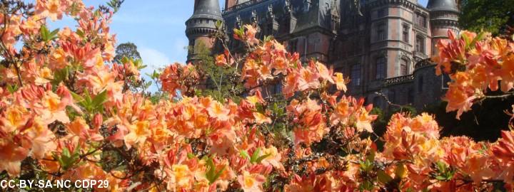 Les azalées de Trévarez.