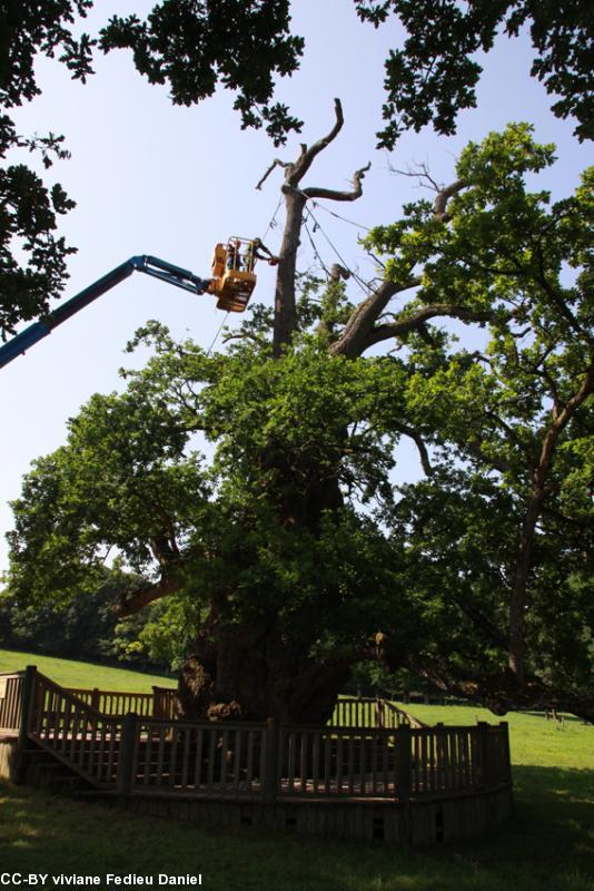 Le chêne millénaire doit être élagué