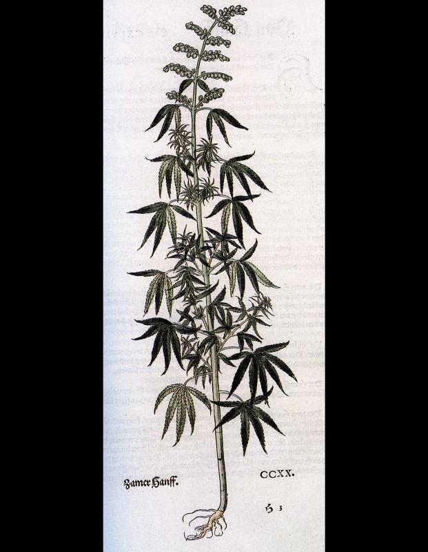Chanvre ou <i>Cannabis sativa</i> du livre de 1543 “Das Kräuterbuch” du médecin et pionnier de la botanique moderne Leonhart Fuchs (1501-1566), un très important livre herbier sur les plantes. Chanvre ou <i>Cannabis sativa</i> du livre de 1543 “Das Kräuterbuch” du médecin et pionnier de la botanique moderne Leonhart Fuchs (1501-1566), un très important livre herbier sur les plantes.