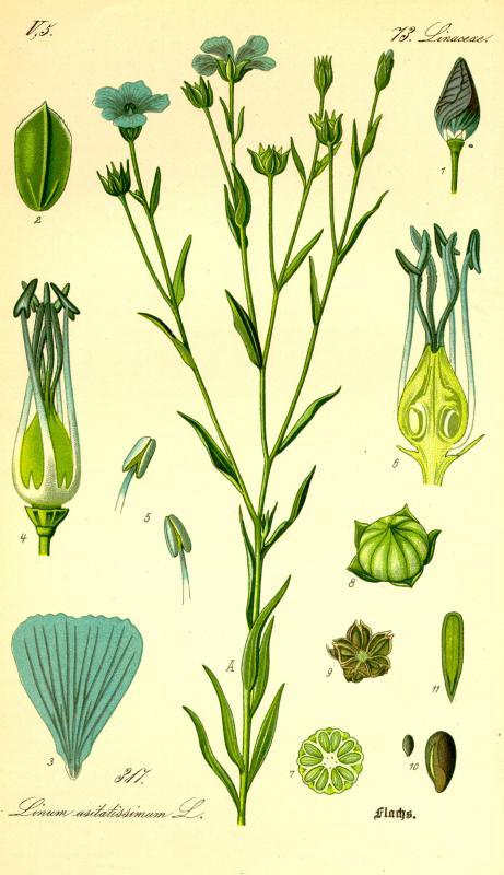 Lin (Linum usitatissimum) du livre “Flora von Deutschland, Österreich und der Schweiz” du Dr. Otto Wilhelm Thomé, 1885. Lin (Linum usitatissimum) du livre “Flora von Deutschland, Österreich und der Schweiz” du Dr. Otto Wilhelm Thomé, 1885.