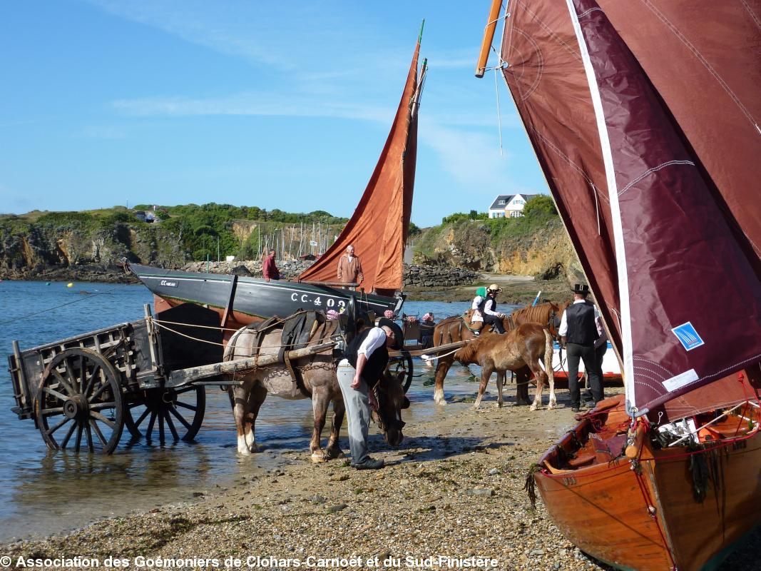 Ramassage du goémon.