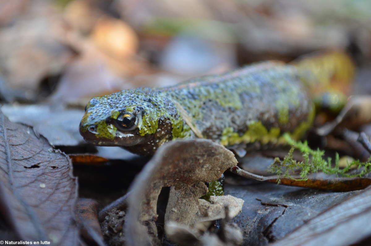 Un triton à Notre-Dame des Landes.