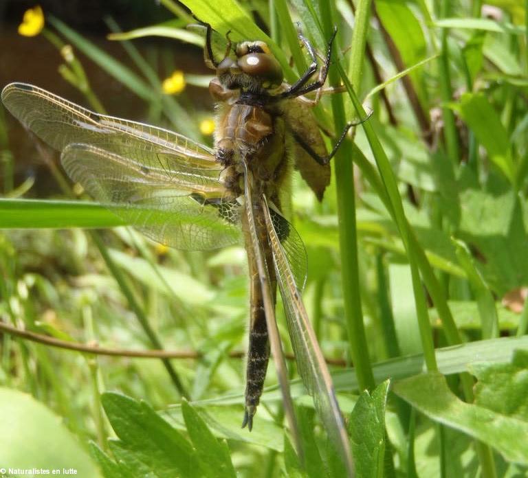 À Notre-Dame des Landes.