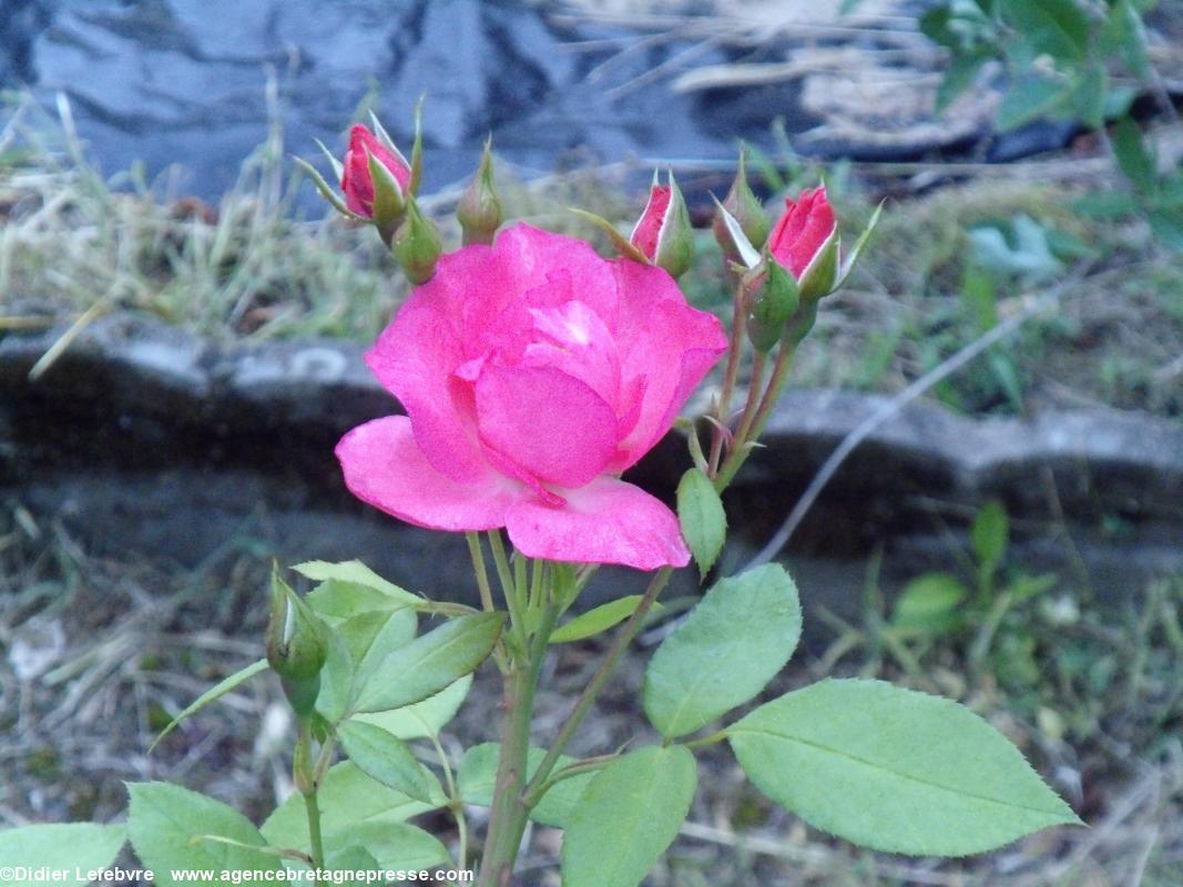 La rose Anne de Bretagne dans un jardin des environs de Nantes. Juillet 2013. La rose Anne de Bretagne dans un jardin des environs de Nantes. Juillet 2013.