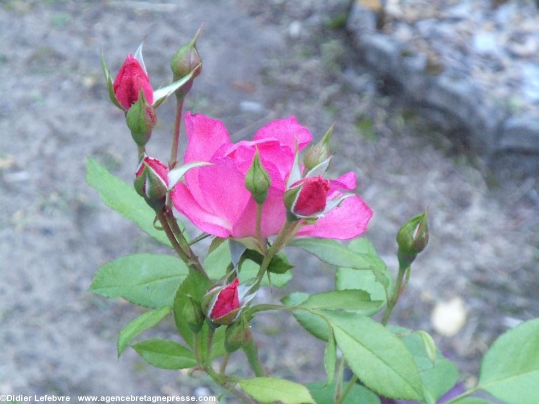 La rose Anne de Bretagne dans un jardin des environs de Nantes. Juillet 2013. La rose Anne de Bretagne dans un jardin des environs de Nantes. Juillet 2013.