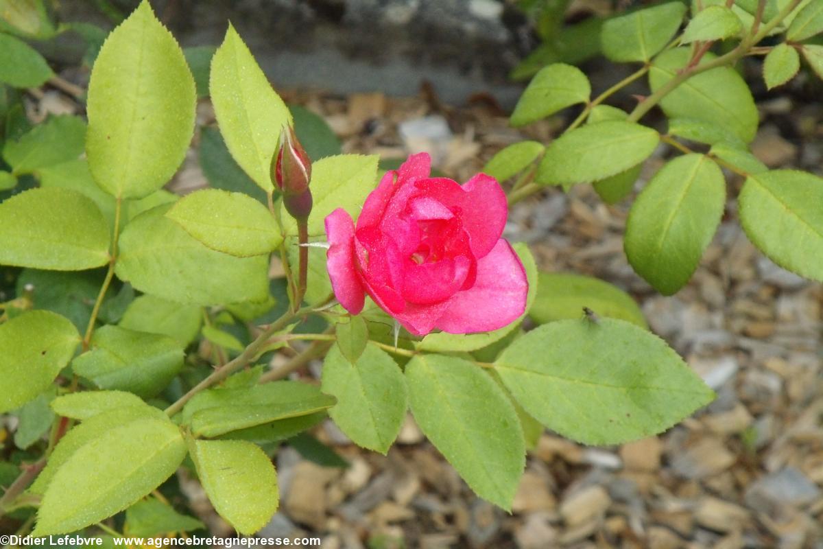 La rose Anne de Bretagne dans un jardin des environs de Nantes. Juillet 2013. La rose Anne de Bretagne dans un jardin des environs de Nantes. Juillet 2013.