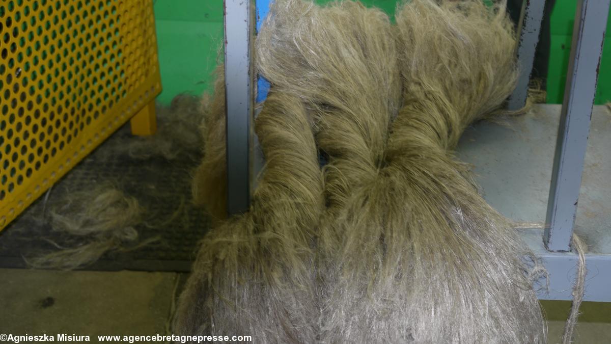 le lin les fibres longues