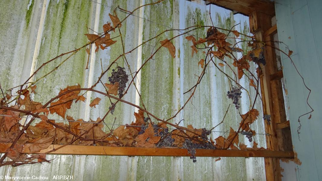 85- Dans la grange de Jo Baron, 3 vignes courent à l'intérieur, bien au chaud l'été. La vendange qu'il n'a pas faite ! 85- Dans la grange de Jo Baron, 3 vignes courent à l'intérieur, bien au chaud l'été. La vendange qu'il n'a pas faite !