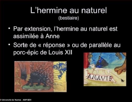 7- L'hermine au naturel. Copie d'écran de la vidéo de l'université de Nantes. 7- L'hermine au naturel. Copie d'écran de la vidéo de l'université de Nantes.