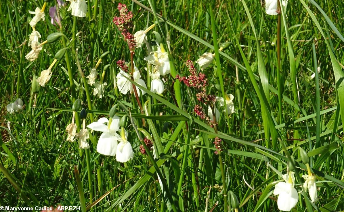 Les Narcisses des Glénan. Les Narcisses des Glénan.