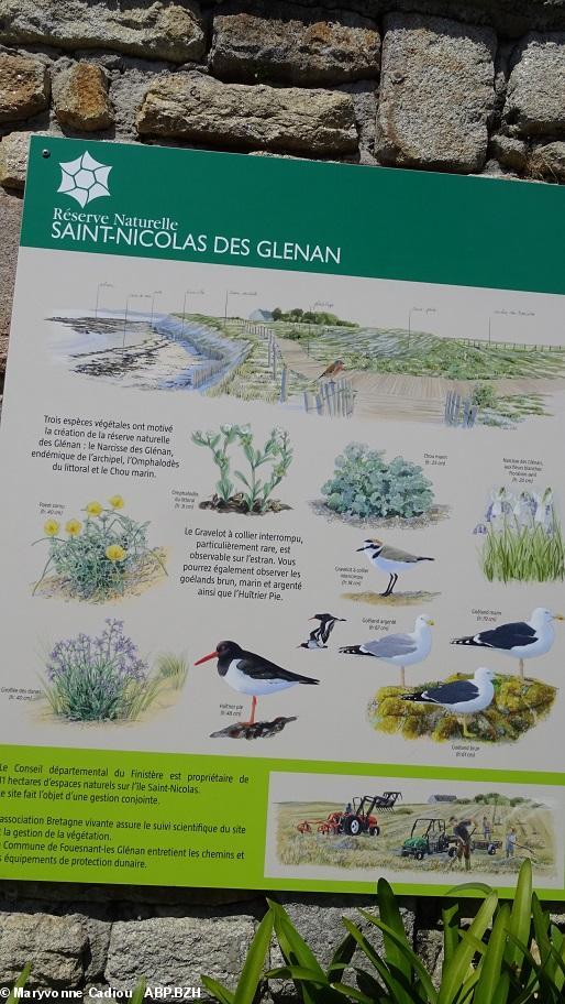 20- Mal cadrés car le soleil perturbe la visibilité dans l'appareil... Flore et faune remarquables des îles Glénan. 20- Mal cadrés car le soleil perturbe la visibilité dans l'appareil... Flore et faune remarquables des îles Glénan.