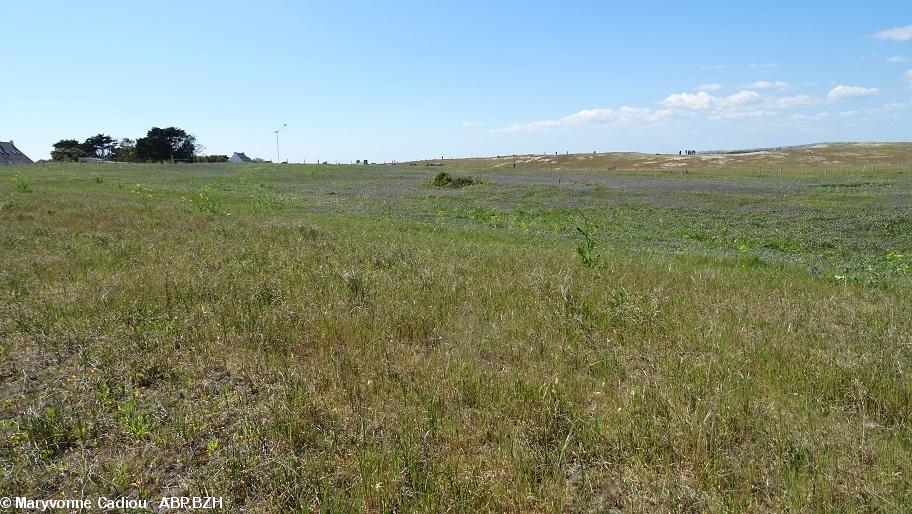 27- Les jacinthes des bois à perte de vue. 27- Les jacinthes des bois à perte de vue.