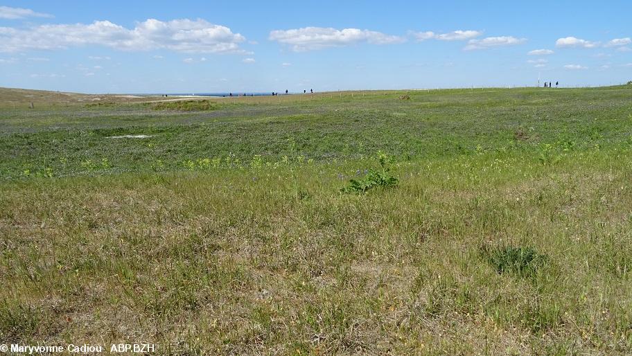 28- Et encore des jacinthes des bois. 28- Et encore des jacinthes des bois.